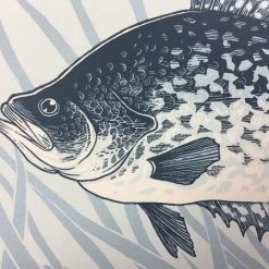 Black Crappie (Pomoxis Nigromaculatus) - 2015 Justin Santora Poster Art Print