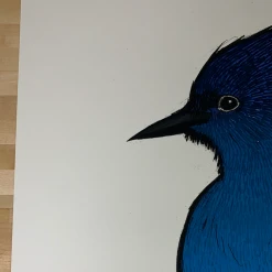 Steller's Jay - 2010 Jay Ryan Art Print Art Prints
