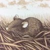 Brown Rat (Rattus Norvegicus) - 2015 Justin Santora Poster Art Print