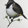 Fat Bird - 2017 Mike Mitchell Poster Himalayan Bulbul Art Prints